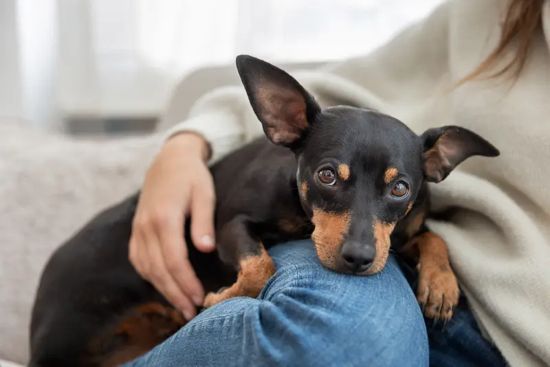 Nahaufnahme eines Minidobermans mit aufmerksamem Blick und freundlichem Ausdruck im weichen natürlichen Licht.